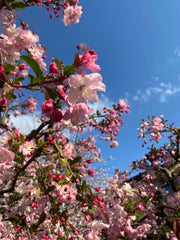 Sakura - Japanese Cherry Blossom