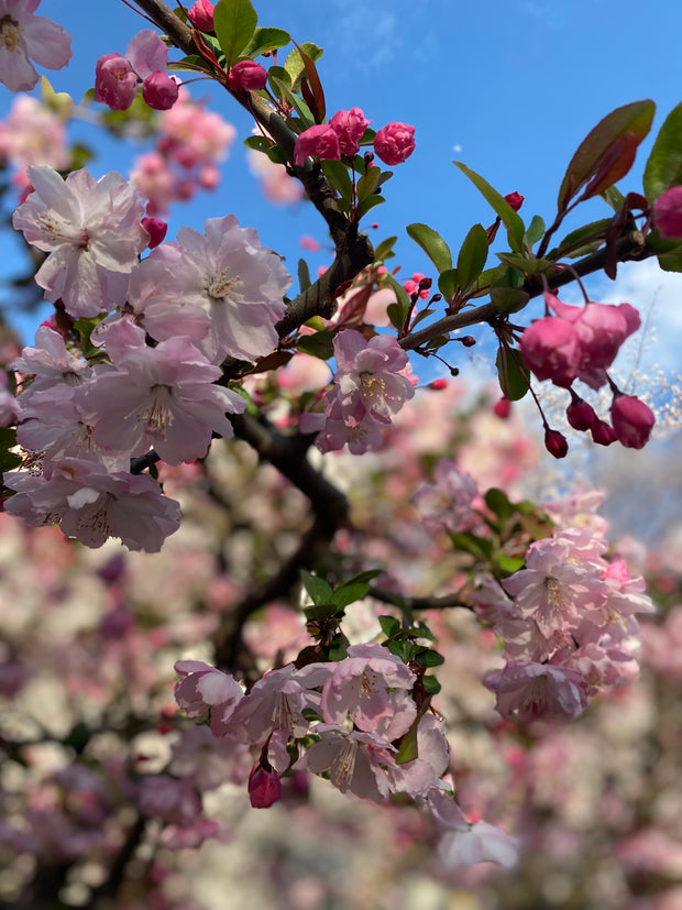 Sakura - Japanese Cherry Blossom